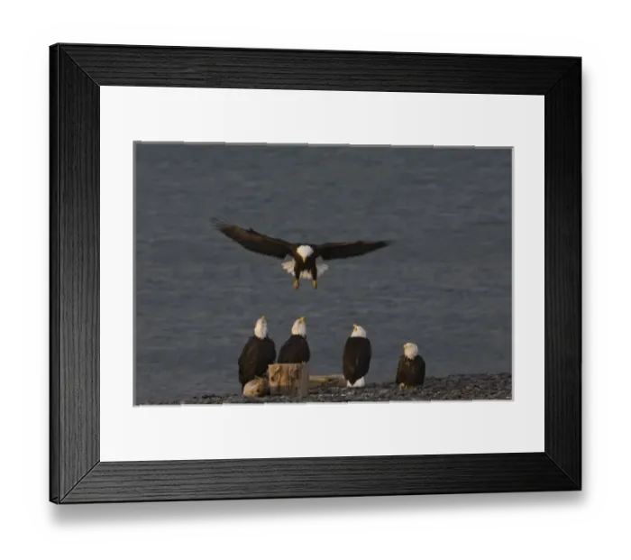 Framed Print : USA, Alaska, Kachemak Bay, Homer Spit. Bald eagle demonstrates proper landing technique