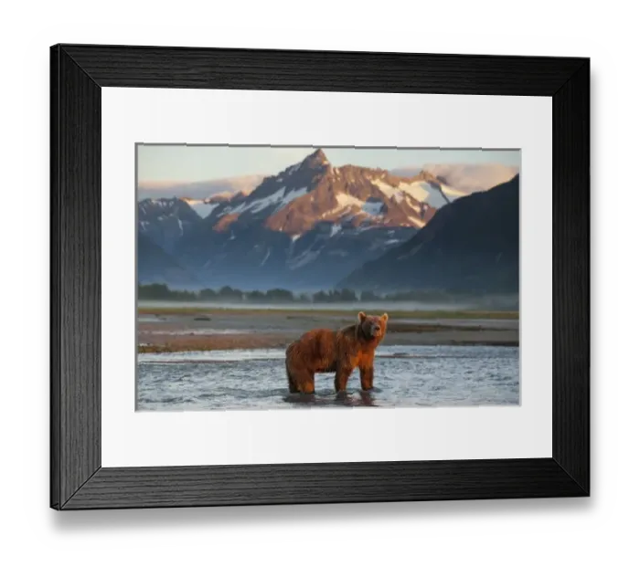 Framed Print : USA, Alaska, Katmai National Park, Grizzly Bear (Ursus arctos) standing in salmon