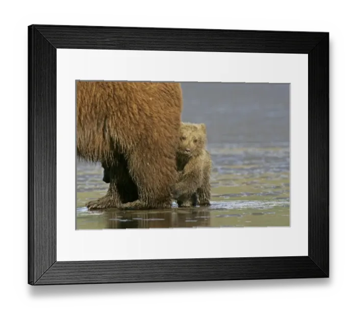 Framed Print : USA, Alaska, Lake Clark National Park. Coastal grizzly bear cub staying close to mother