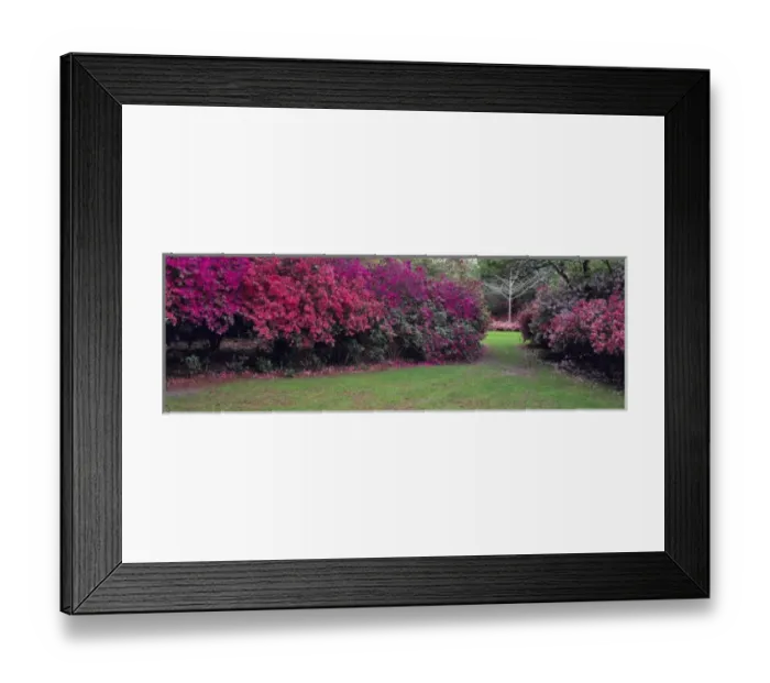 Framed Print : USA, Alabama, Mobile. Colorful azaleas fill Bellingrath Gardens in Mobile, Alabama Framed Print : USA, Alabama, Mobile. Colorful azaleas fill Bellingrath Gardens in Mobile, Alabama
