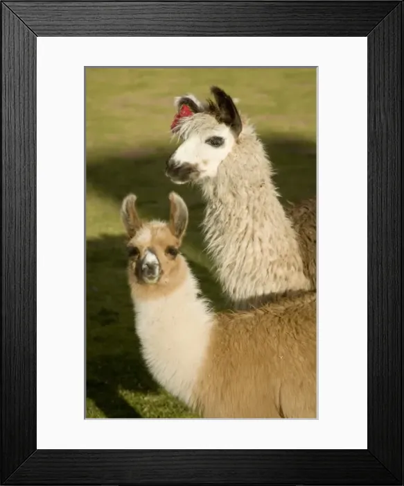 Framed Print : South America, Peru Framed Print : South America, Peru