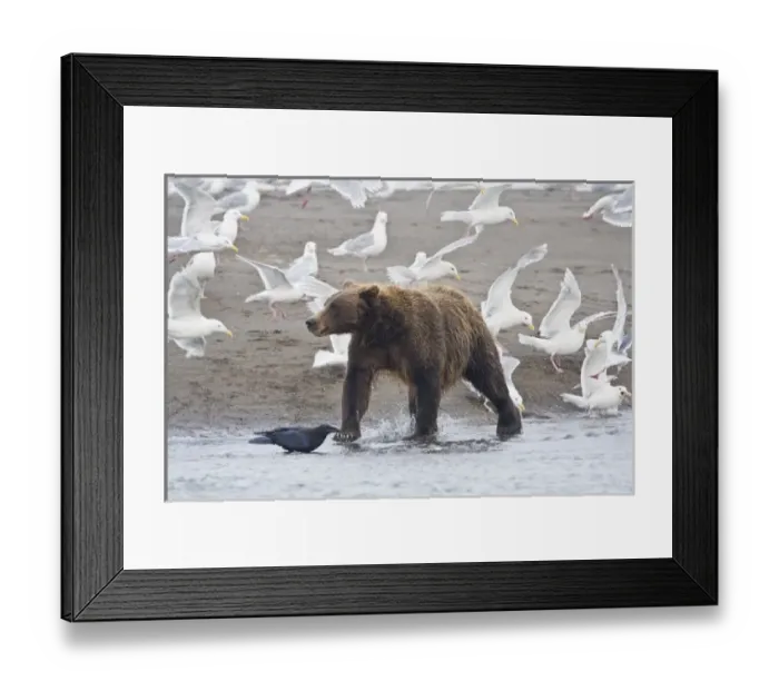 Framed Print : USA. Alaska. Coastal Brown Bear surrounded by Glacous-winged Gulls fishing for salmon Framed Print : USA. Alaska. Coastal Brown Bear surrounded by Glacous-winged Gulls fishing for salmon