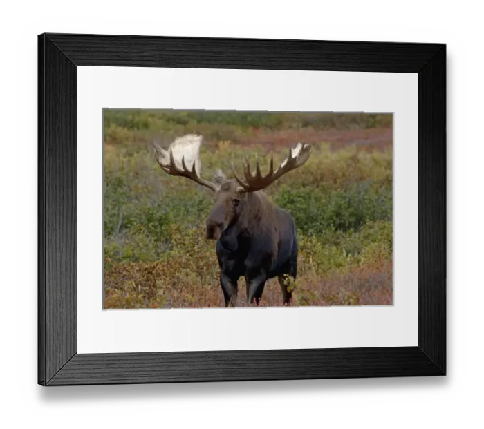 Framed Print : moose, Alces alces, bull walking on fall tundra in Denali National Park, interior Alaska Framed Print : moose, Alces alces, bull walking on fall tundra in Denali National Park, interior Alaska