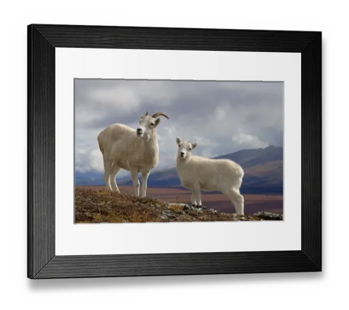 Framed Print : dall sheep, Ovis dalli, ewe and yearling on a hillside during fall colors, Denali National Park Framed Print : dall sheep, Ovis dalli, ewe and yearling on a hillside during fall colors, Denali National Park