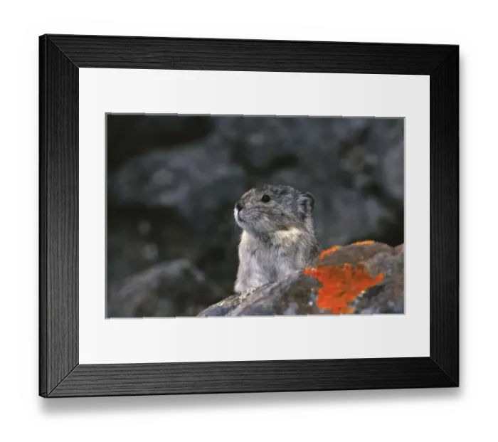 Framed Print : USA, Alaska, Denali National Park. Collared or northern pika (Ochotona collaris)
