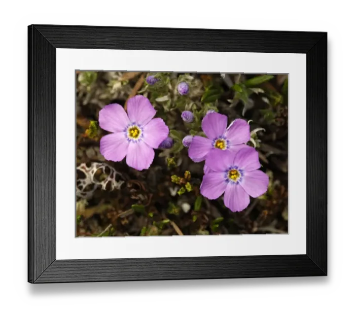 Framed Print : USA, Alaska, Arctic National Wildlife Refuge, Kongakut River Valley, Siberian flox wildflowers Framed Print : USA, Alaska, Arctic National Wildlife Refuge, Kongakut River Valley, Siberian flox wildflowers