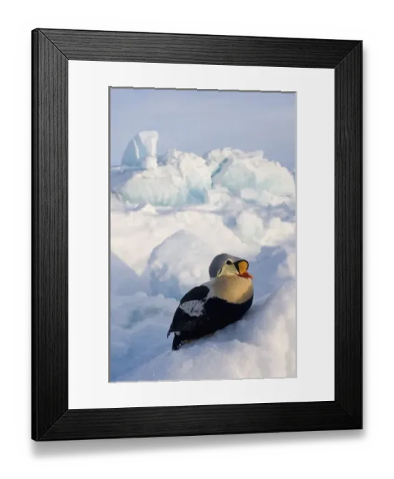Framed Print : king eider, Somateria spectabilis, on jumbled ice on the frozen Chuckchi Sea, off Point Barrow Framed Print : king eider, Somateria spectabilis, on jumbled ice on the frozen Chuckchi Sea, off Point Barrow