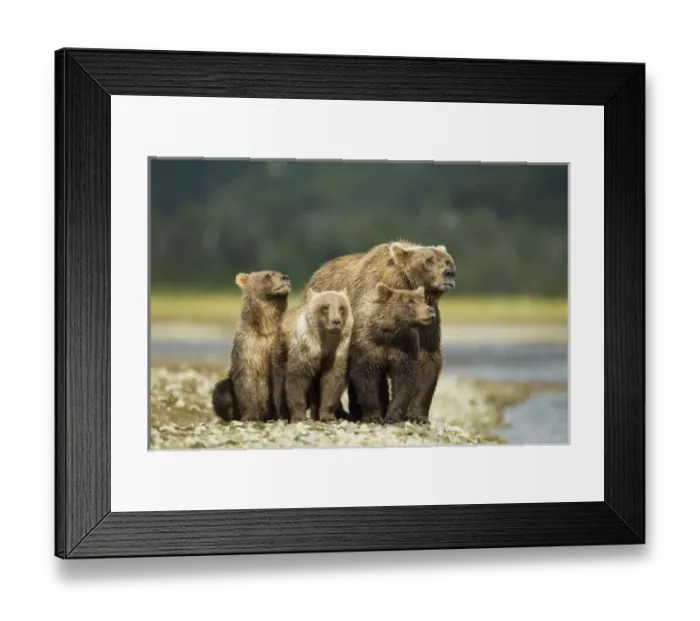 Framed Print : USA, North America, Alaska Framed Print : USA, North America, Alaska