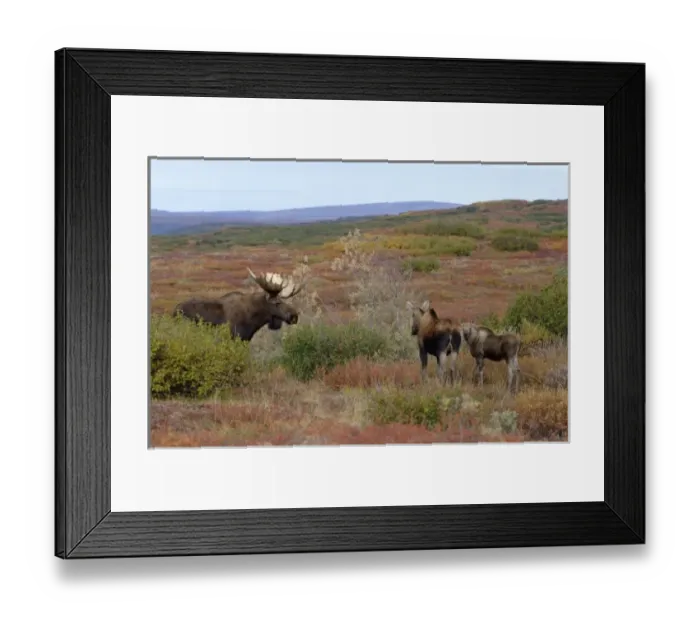 Framed Print : moose, Alces alces, family in Denali National Park, interior Alaska Framed Print : moose, Alces alces, family in Denali National Park, interior Alaska