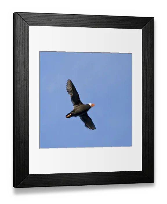 Framed Print : USA. Alaska. Tufted Puffin at Bird Island in Lake Clark NP