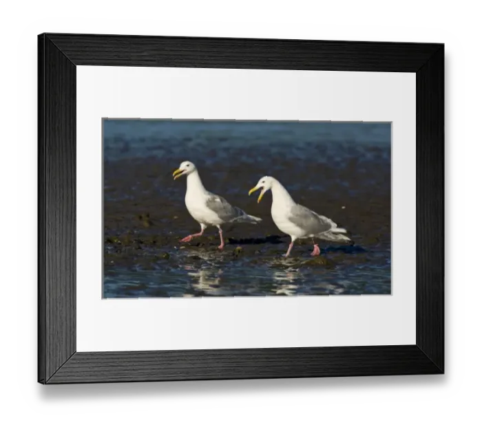 Framed Print : USA. Alaska. Glacous-winged Gulls at Silver Salmon Creek in Lake Clark NP Framed Print : USA. Alaska. Glacous-winged Gulls at Silver Salmon Creek in Lake Clark NP