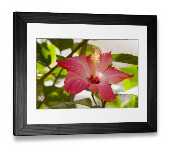 Framed Print : Hibiscus, Malvaceae, flowering plant, mallow family, Butterfly Aviary, Agua Caliente Framed Print : Hibiscus, Malvaceae, flowering plant, mallow family, Butterfly Aviary, Agua Caliente