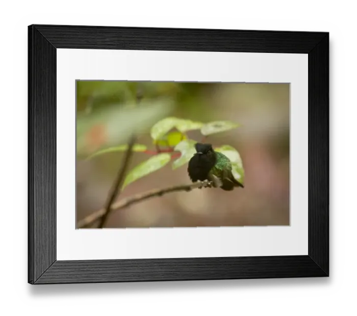 Framed Print : Central America, Costa Rica Framed Print : Central America, Costa Rica