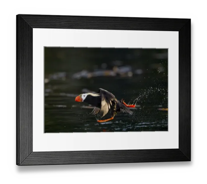 Framed Print : USA, Alaska, Kodiak Island, Tufted Puffin (Fratercula cirrhata) running across water Framed Print : USA, Alaska, Kodiak Island, Tufted Puffin (Fratercula cirrhata) running across water