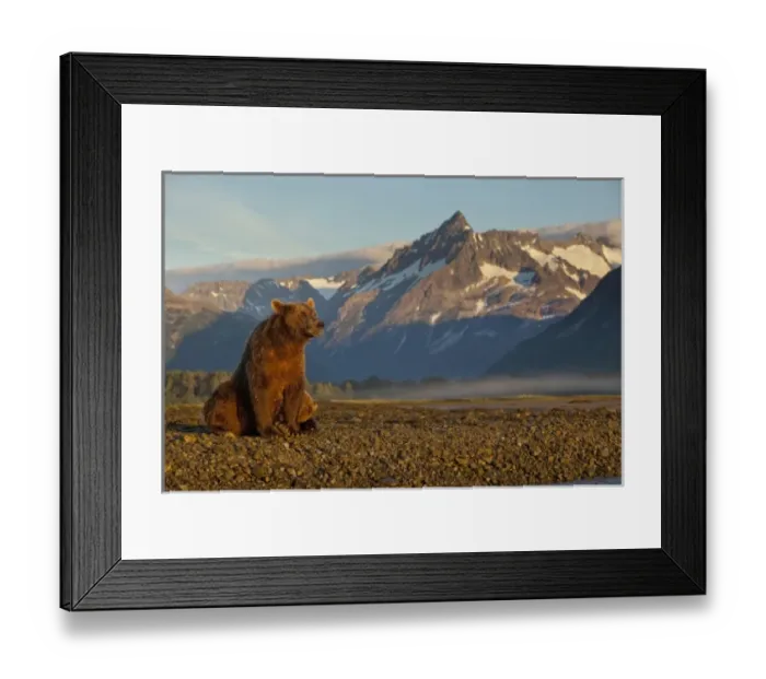 Framed Print : USA, Alaska, Katmai National Park, Grizzly Bear (Ursus arctos) resting along tidal Framed Print : USA, Alaska, Katmai National Park, Grizzly Bear (Ursus arctos) resting along tidal