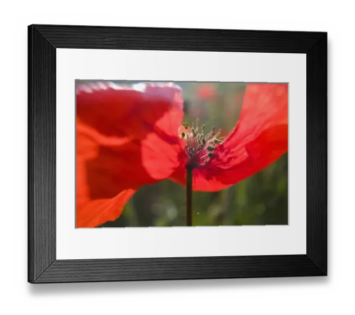 Framed Print : Italy, Tuscany, Summer Poppies in Tuscany Widw Angle View