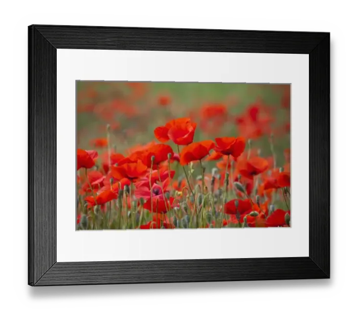 Framed Print : Italy, Tuscany, Mass of Summer Poppies in Tuscany