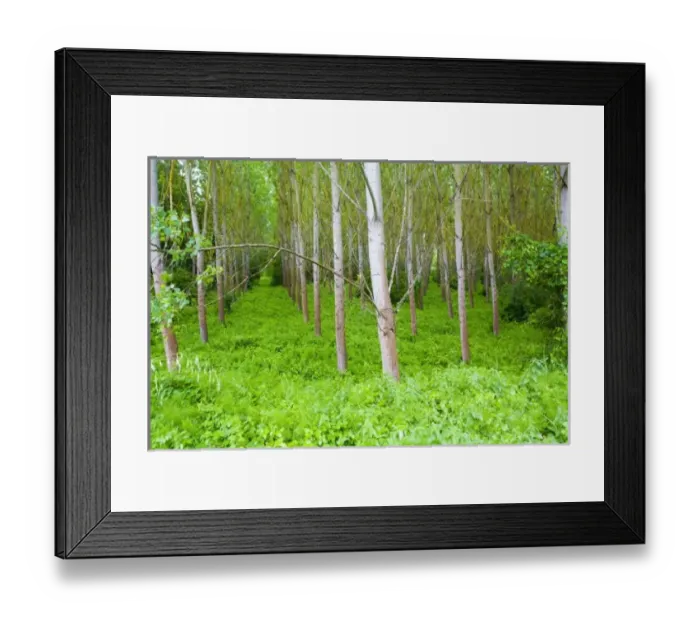 Framed Print : Italy, Tuscany, Rows of Tree Crop in Lush Spring Green Framed Print : Italy, Tuscany, Rows of Tree Crop in Lush Spring Green