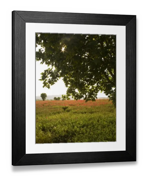 Framed Print : Italy, Tuscany, Sunlight Through Tree shinning over wilflower Field