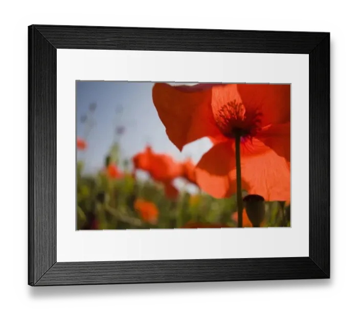 Framed Print : Italy, Tuscany, Summer Poppies in Tuscany Widw Angle View Framed Print : Italy, Tuscany, Summer Poppies in Tuscany Widw Angle View