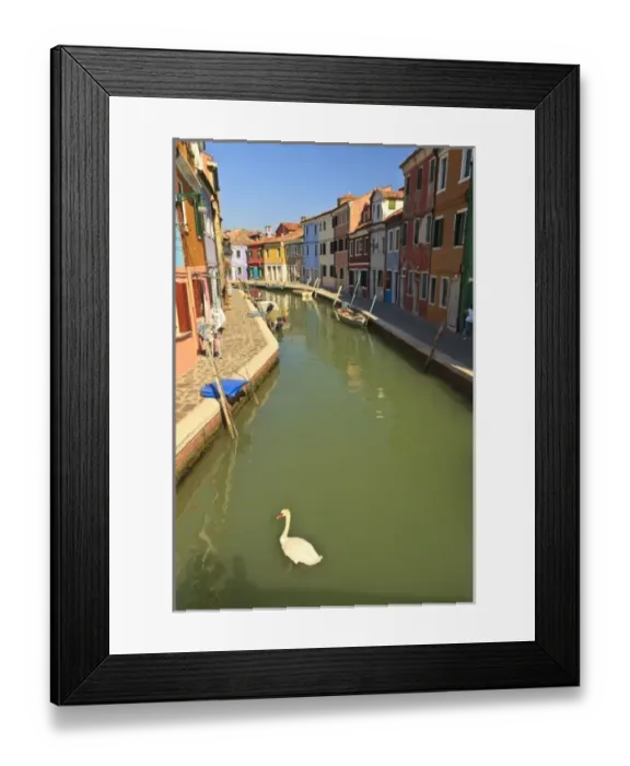 Framed Print : Swans in canal, Burano Island, Lagoon Tour near Venice, Italy, Europe Framed Print : Swans in canal, Burano Island, Lagoon Tour near Venice, Italy, Europe