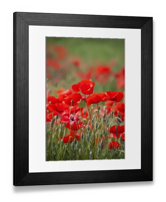 Framed Print : Italy, Tuscany, Mass of Summer Poppies in Tuscany Framed Print : Italy, Tuscany, Mass of Summer Poppies in Tuscany