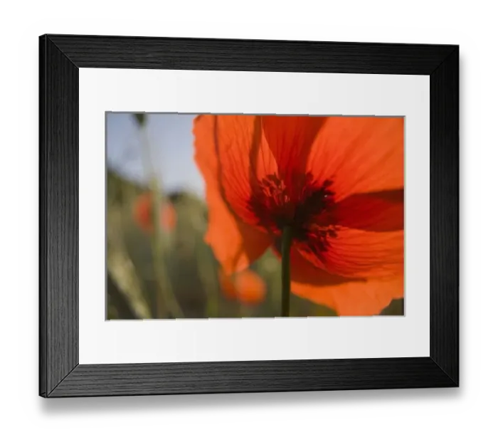 Framed Print : Italy, Tuscany, Summer Poppies in Tuscany Widw Angle View