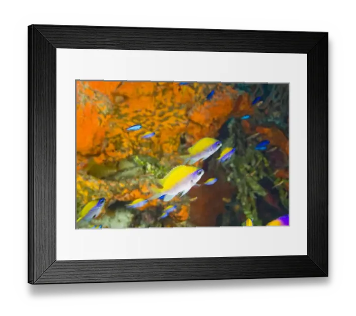 Framed Print : Sunshinefish (Chromis insolata) Hol Chan Marine Preserve, Belize Barrier Reef-2nd