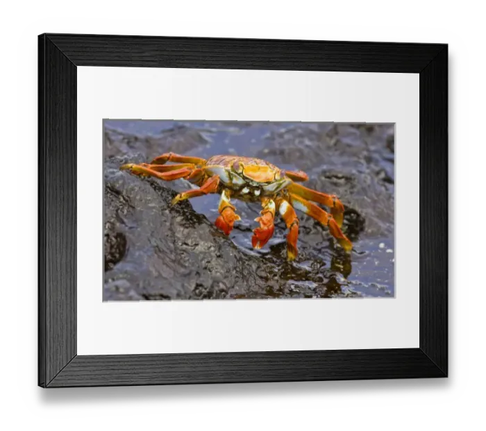 Framed Print : Ecuador. A Sally Lightfoot Crab, with its brilliantly colored carapace, is one of