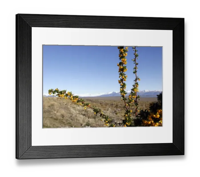 Framed Print : Patagonia Argentina. Glacier National Park. El Calafate: its a tipical Patagonian berry