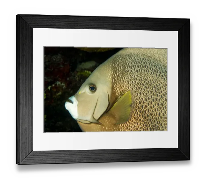 Framed Print : Central America, Belize