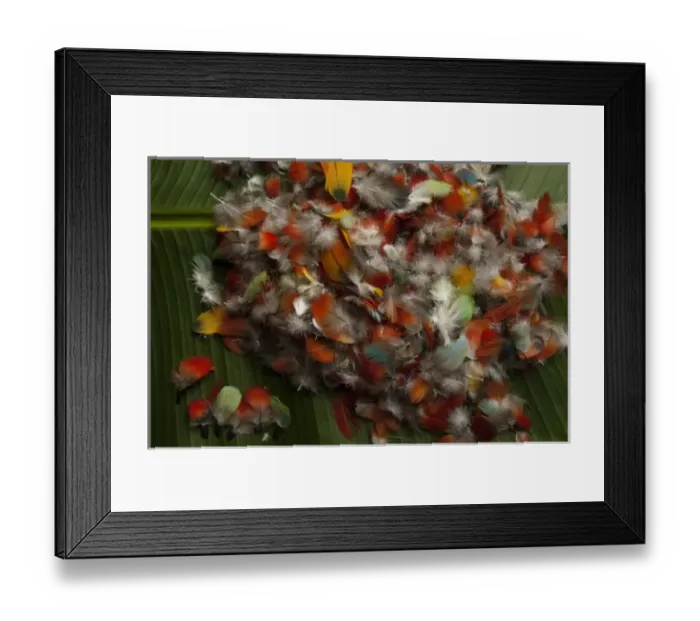Framed Print : Feathers for Huaorani Indian crown. Gabaro Community. Yasuni National Park. Amazon rainforest Framed Print : Feathers for Huaorani Indian crown. Gabaro Community. Yasuni National Park. Amazon rainforest