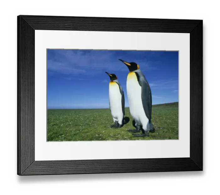 Framed Print : King Penguins, (Aptenodytes patagonicus), Volunteer Point, Falkland Islands Framed Print : King Penguins, (Aptenodytes patagonicus), Volunteer Point, Falkland Islands
