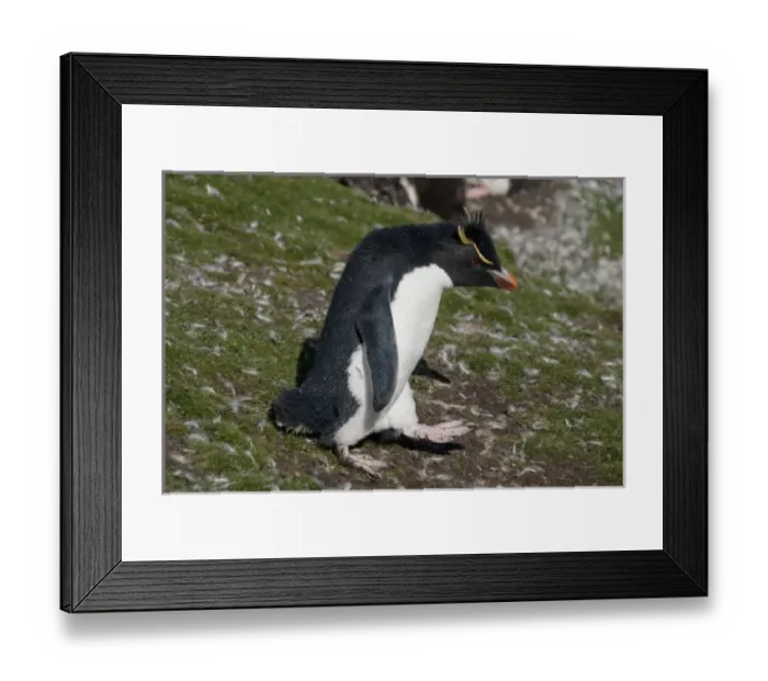 Framed Print : Falkland Islands, West Falkland, Saunders Island. Southern Rockhopper penguin (wild
