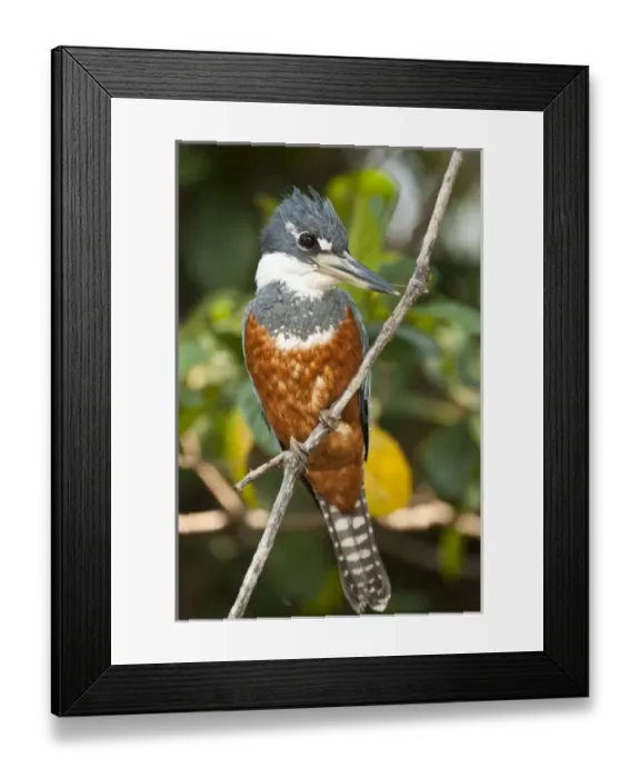 Framed Print : South America, Brazil Framed Print : South America, Brazil