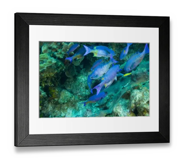 Framed Print : Creole Wrasse (Clepticus parrae) Hol Chan Marine Preserve, Belize Barrier Reef-2nd Framed Print : Creole Wrasse (Clepticus parrae) Hol Chan Marine Preserve, Belize Barrier Reef-2nd