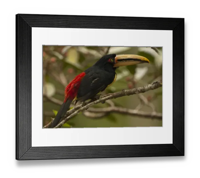Framed Print : Central America, Ecuador Framed Print : Central America, Ecuador