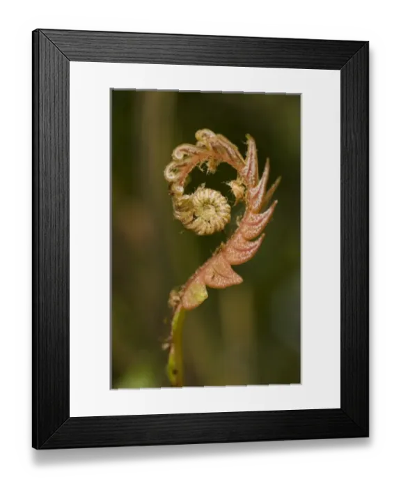 Framed Print : Fern frond, Zamora-Chinchipe, south east Ecuador, South America, lower temperate forest Framed Print : Fern frond, Zamora-Chinchipe, south east Ecuador, South America, lower temperate forest