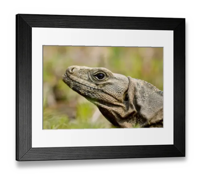 Framed Print : Central America, Belize Framed Print : Central America, Belize