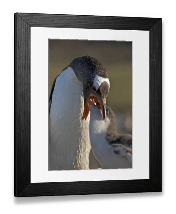 Framed Print : Falkland Islands, Saunders Island. An adult gentoo penguin regurgitates food for its chick Framed Print : Falkland Islands, Saunders Island. An adult gentoo penguin regurgitates food for its chick