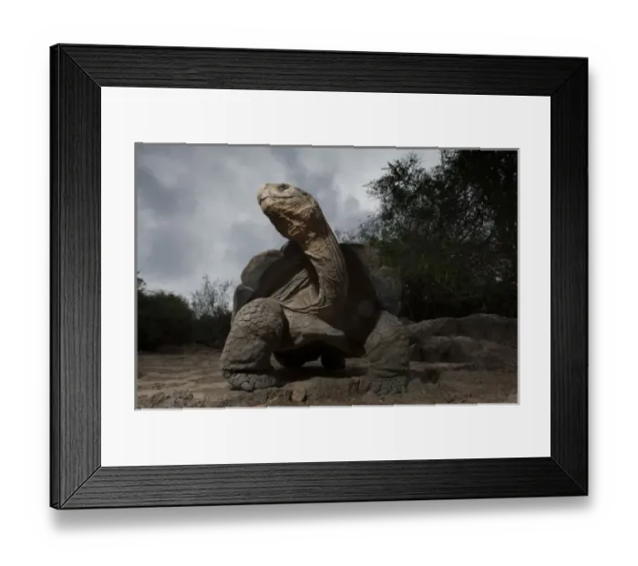 Framed Print : Ecuador, Galapagos Islands National Park, Santa Cruz Island, Puerto Ayora, Flash Framed Print : Ecuador, Galapagos Islands National Park, Santa Cruz Island, Puerto Ayora, Flash