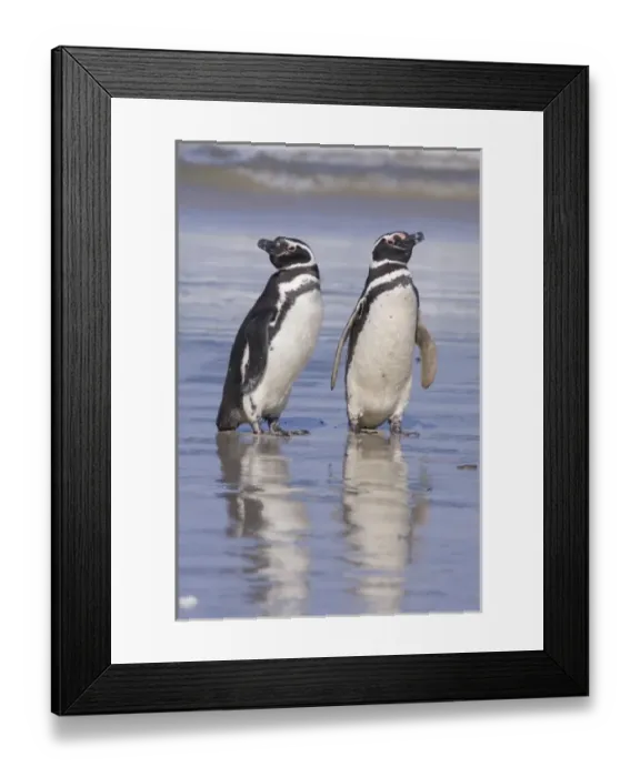 Framed Print : A pair of magellanic penguins rest together on the beach after returning from feeding Framed Print : A pair of magellanic penguins rest together on the beach after returning from feeding