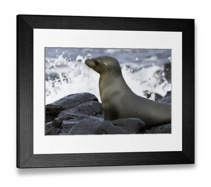 Framed Print : Ecuador. Galapagos Sea Lion leaving the water Framed Print : Ecuador. Galapagos Sea Lion leaving the water