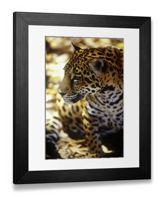 Framed Print : Central America, Belize Framed Print : Central America, Belize