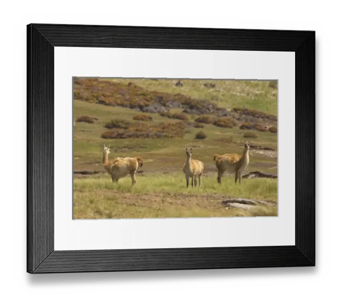 Framed Print : South America, Falkland Islands Framed Print : South America, Falkland Islands