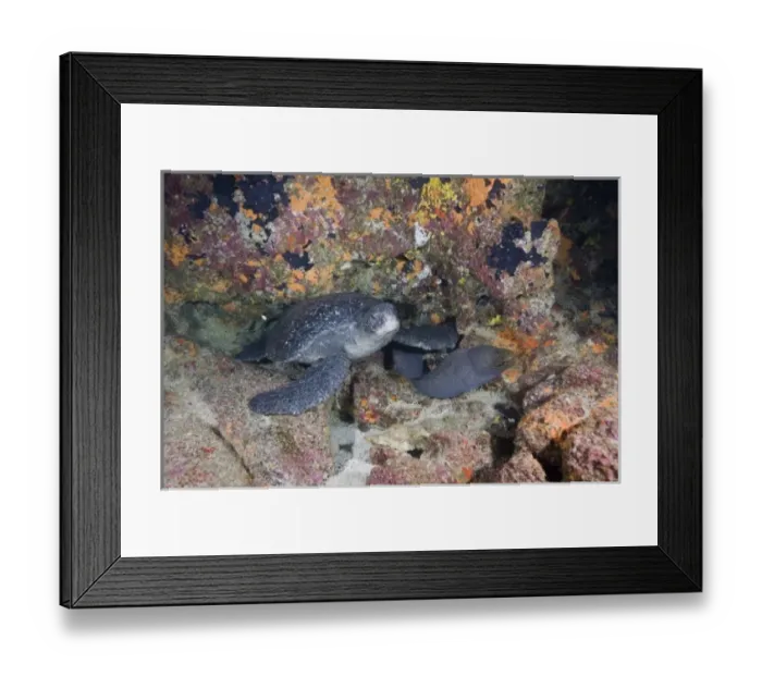 Framed Print : Ecuador, Galapagos Islands National Park, Wolf Island, Underwater view of Pacific Sea Turtle Framed Print : Ecuador, Galapagos Islands National Park, Wolf Island, Underwater view of Pacific Sea Turtle
