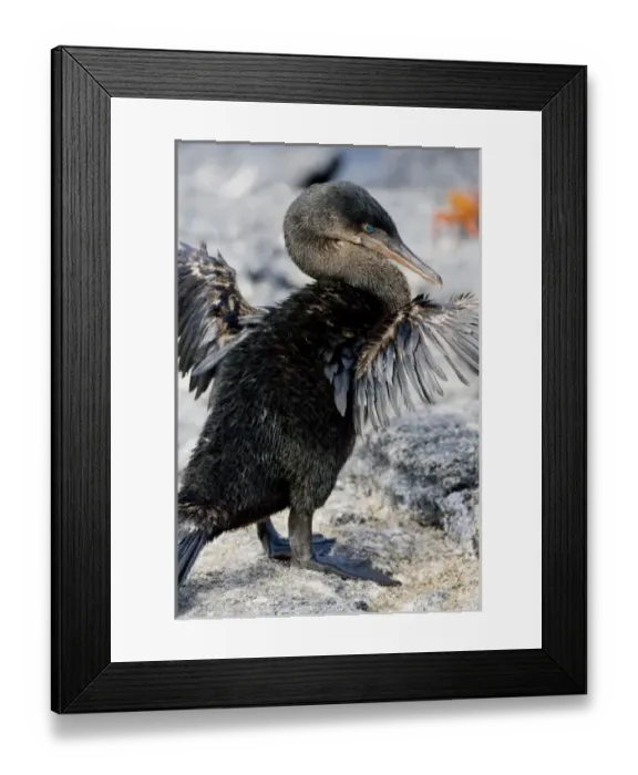 Framed Print : Central America, Ecuador Framed Print : Central America, Ecuador