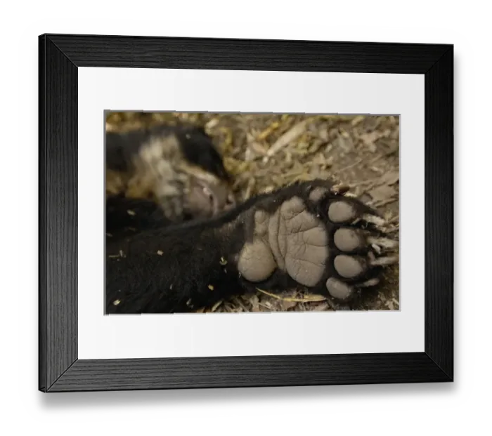 Framed Print : Spectacled or Andean Bear (Tremarctos ornatus) bear paw, Cloud Forest and Paramo Habitat Framed Print : Spectacled or Andean Bear (Tremarctos ornatus) bear paw, Cloud Forest and Paramo Habitat