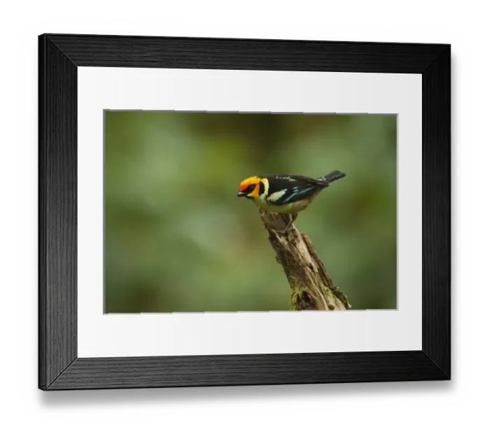 Framed Print : Flame-faced Tanager (Tangara parzudakii), Mindo, Cloud Forest, West slope of Andes, Ecuador Framed Print : Flame-faced Tanager (Tangara parzudakii), Mindo, Cloud Forest, West slope of Andes, Ecuador