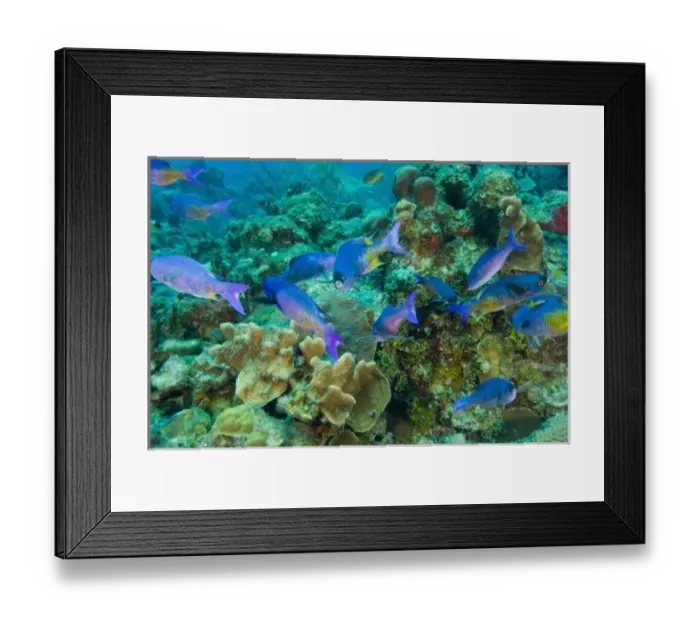 Framed Print : Creole Wrasse (Clepticus parrae) Hol Chan Marine Preserve, Belize Barrier Reef. second Framed Print : Creole Wrasse (Clepticus parrae) Hol Chan Marine Preserve, Belize Barrier Reef. second